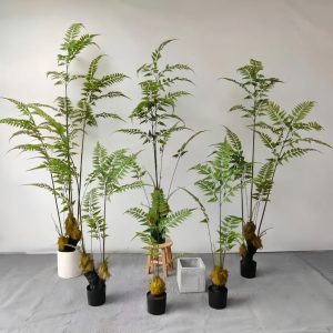 Cây dương sỉ culi giả