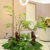 Tiểu cảnh dương xỉ nhân tạo cho nhà hàng, spa