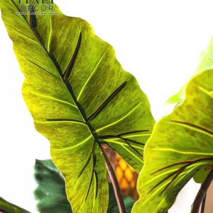 Cây khoai nước nhân tạo giá bao nhiêu